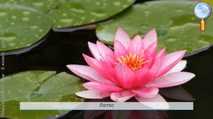 Окружающий мир 2 класс (Урок№11 - Проектное задание «Красная книга или «Возьмём под защиту»)