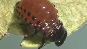 Кораген® для защиты картофеля от колорадского жука