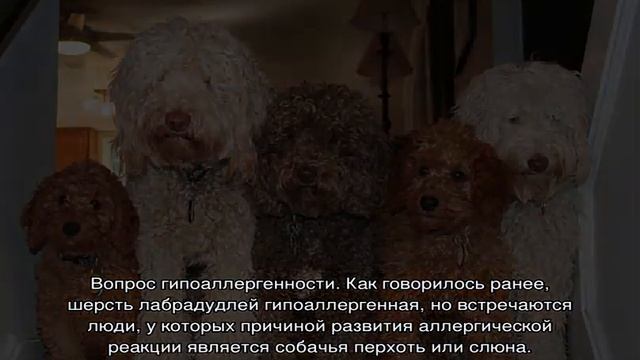 Порода собак лабрадудль (смесь пуделя и лабрадора) смотреть онлайн