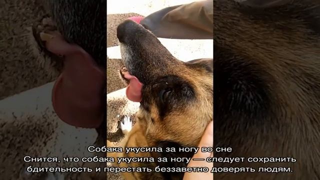 «Сонник Укус собаки приснился, к чему снится во сне Укус собаки» смотреть онлайн