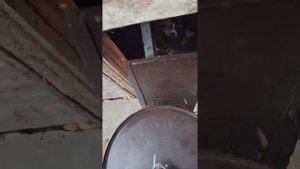 Молотилка кукурузных початков  очищает зерна