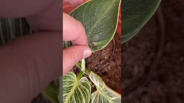 Philodendron birkin new leaf unfurling