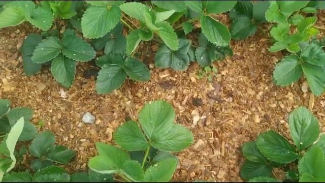 Как подготовить клубнику к зиме смотреть онлайн