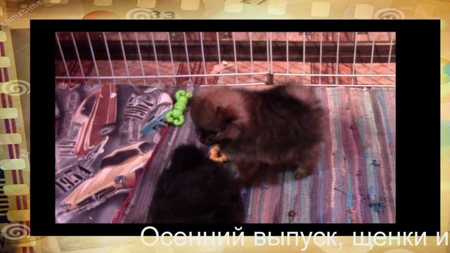 2016 год Щенки померанских шпицев из питомника шпицев Рапсодия Звезд смотреть онлайн