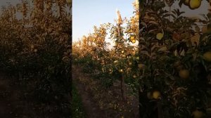 Яблони сорта Чемпион, на подвое М9  100т с га реальность