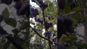 Слива Волат.