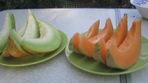 ✔Дегустация дынь | Сравниваем Эфиопку и Канталупу | Какая вкуснее?