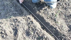 Посадка косточек Алычи, Абрикоса, Вишни, семян Яблони и Груши для получения подвоя.