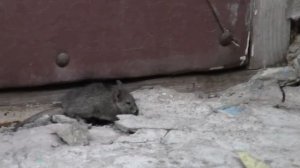 Кошка ловит мышку