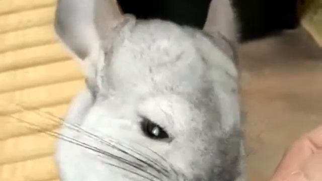 Как шиншиллы прыгают и играют