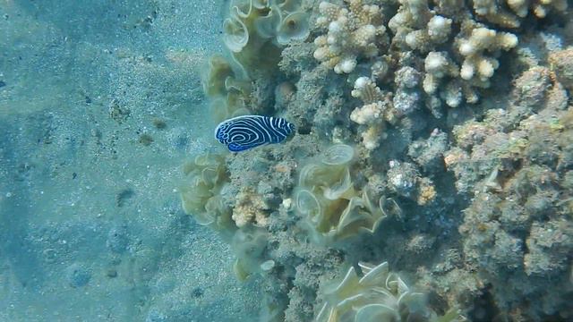 Императорский ангел, несомненно, одна из самых красивых рыбок Красного моря! смотреть онлайн