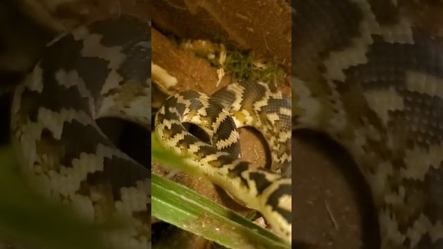 Baby Carpet Python Curious Female
