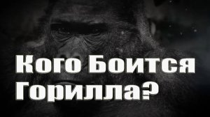 Кого боится горилла?Вы будете удивлены,но это так!