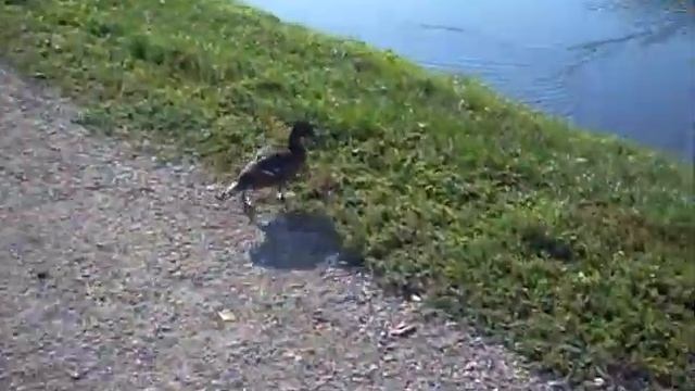 Башкирия. Красноусольск. Утиное озеро. Утки смотреть онлайн