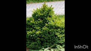 Топ лучших хвойных растений для живой изгороди!!!🌲🌲🌲🌲🌲