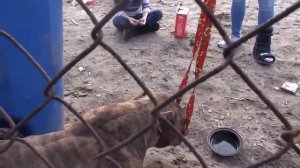 Спасение собаки питбуль 2