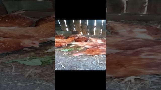 Куры любят одуванчики