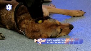 Ищем хозяина двум неразлучным собакам: Лора и Леди | Утренний Экспресс