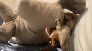 100 РАЗ ПОДУМАЙ ПЕРЕД ТЕМ КАК ЗАВЕСТИ СОБАКУ, ЖИЗНЬ ТАКСЫ, ПРОБЛЕМЫ, ЗДОРОВЬЕ, ХАРАКТЕР, УХОД