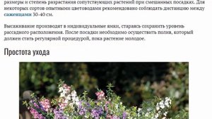 Ангелония Выращивание из семян в домашних условиях Посадка и уход в открытом грунте