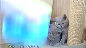Британские котята питомника британских кошек Silvery Snow
