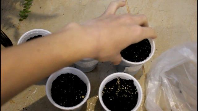 Колеус. И снова 100% всхожесть. Посев семян. всходы.__Валентина Земскова.