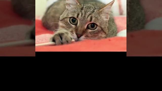 Котельские бездомыши
