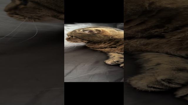 ЧЕССИ🐯КУ-КУ🧩 УСТАВШАЯ ОТ КОНДИЦИОНЕРА