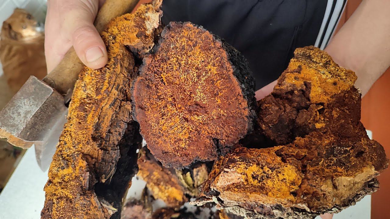 Золотой запас чаги #чага #грибчага смотреть онлайн