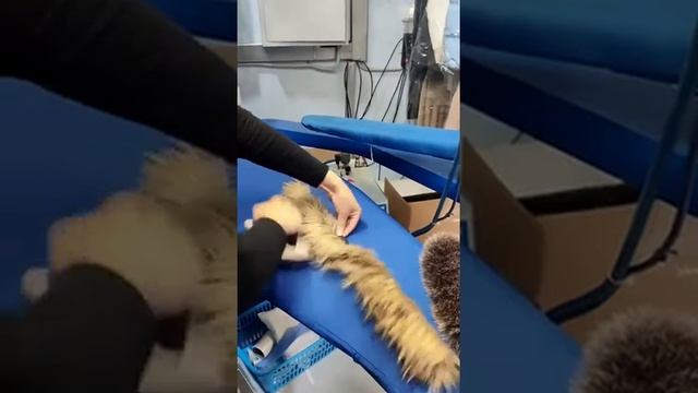 металлическая щётка Tintolav (Италия) для меха и махера смотреть онлайн