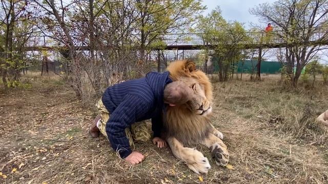 Как Олег Зубков учил льва Чипа РЫЧАТЬ ! смотреть онлайн