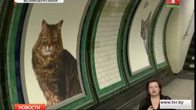 Лондонское метро захватили кошки смотреть онлайн