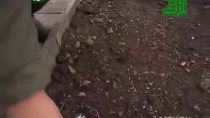 Томаты без рассады