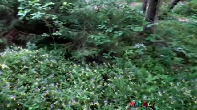 Спасаю лес. О незаконной вырубке леса. Лисички собираем и ежевику. Зеленый Крыжовник. смотреть онлайн