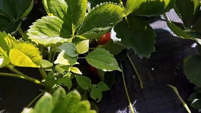 Потенциал сорта Альба без полива  Идеальный сорт пекинской капусты!