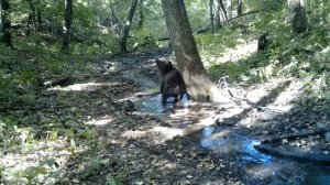 Мишки в лесу