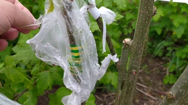 Прививка груши 2020г смотреть онлайн