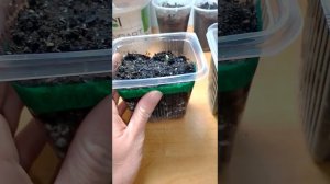 Герань за 4 дня. Всходы герани.