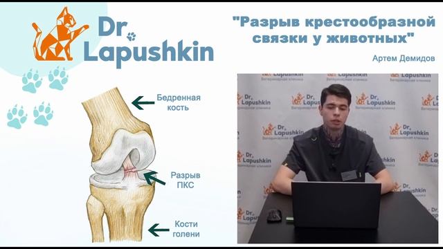 Разрыв крестообразной связки у животных смотреть онлайн