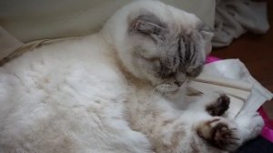 Дни из жизни в Лос-Анджелесе ? взросление, одиночество и новая эра