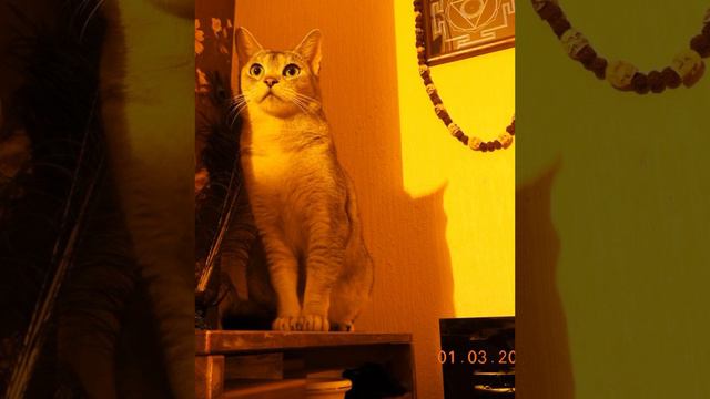 О КОШКАХ ЧАУЗИ ИНТЕРВЬЮ