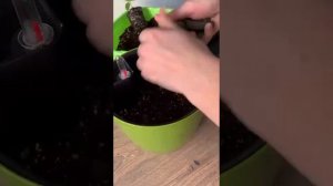 Грунт для огурца в домашнем огороде