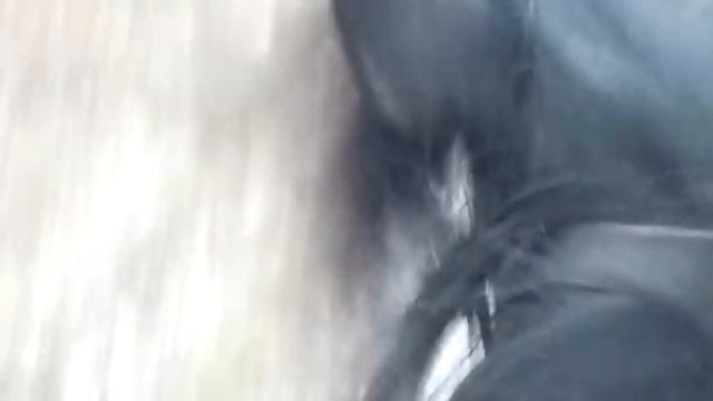 Башкирская порода лошадей "Погоня в лесах". смотреть онлайн