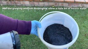 How to Grow Camellias from Cuttings in winter / 🌺 Camellia propagation/ my bucket and cone method