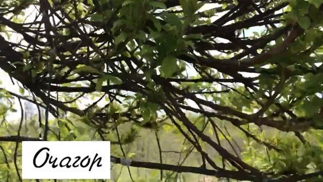 УДИВИТЕЛЬНЫЙ НАРОСТ НА ДЕРЕВЕ смотреть онлайн