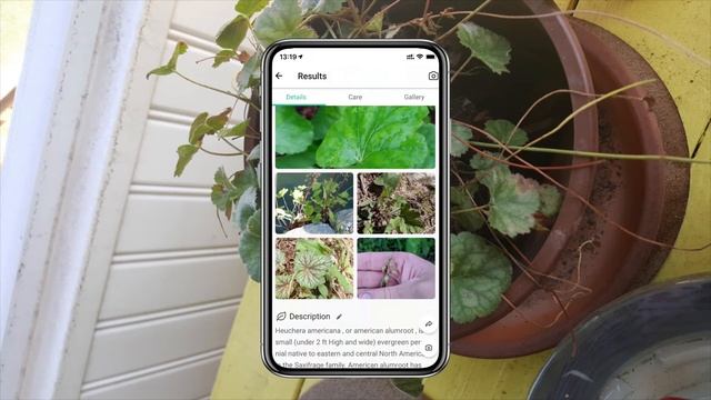 American alumroot(Heuchera americana)Care Tips For Beginners | PictureThis identification смотреть онлайн