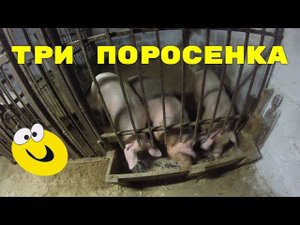 Три поросенка - правильно кормим свиней