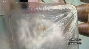 СЕМЕНА ТОМАТОВ ПРОРАЩИВАЮ ТОЛЬКО ТАК!