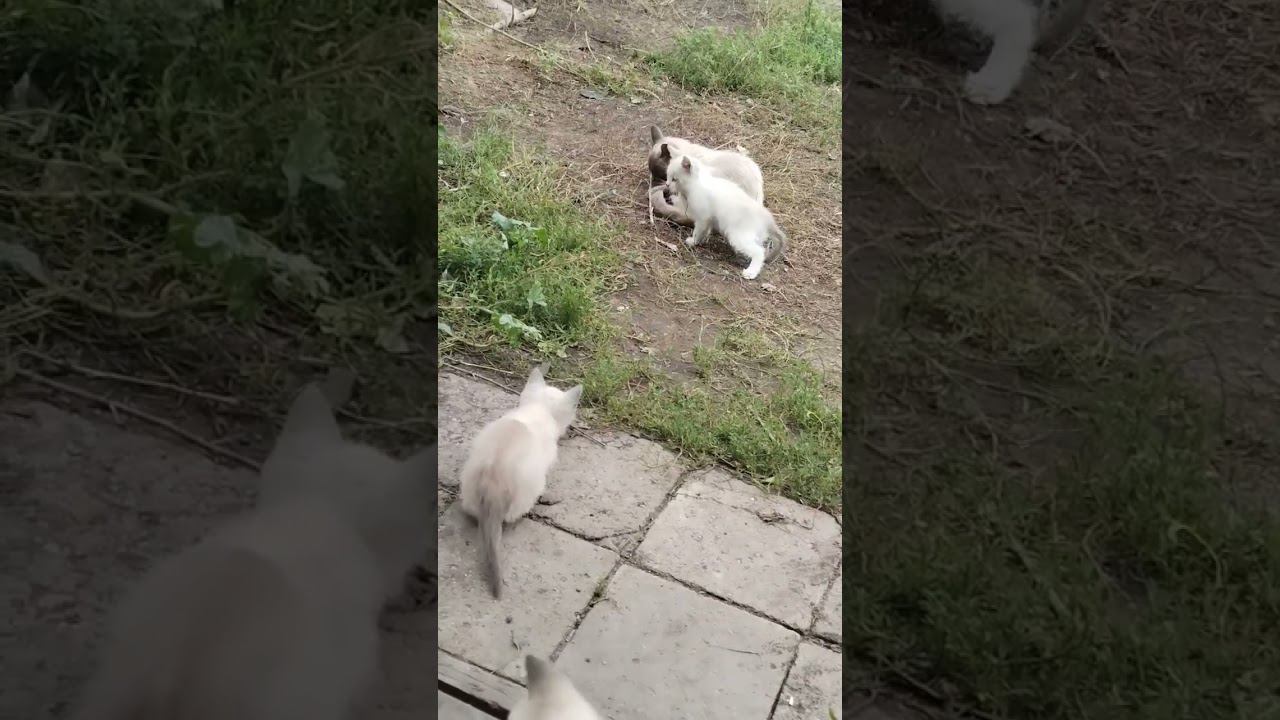 котята 21 июля #котята смотреть онлайн