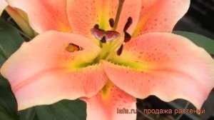 Лилия от-гибрид Зелмира (lilium ot-hybrid zelmira) ? обзор: как сажать, луковицы лилии Зелмира